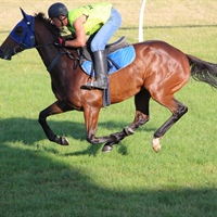 LOGAN RACING STABLES HAVE 7 RUNNERS AT ELLERSLIE ON NEW YEARS DAY INCLUDING HASSELHOOF GOING FOR 6 WINS ON END.